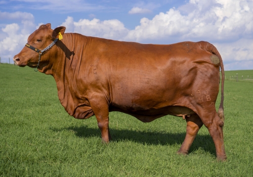 Athama da JAJ